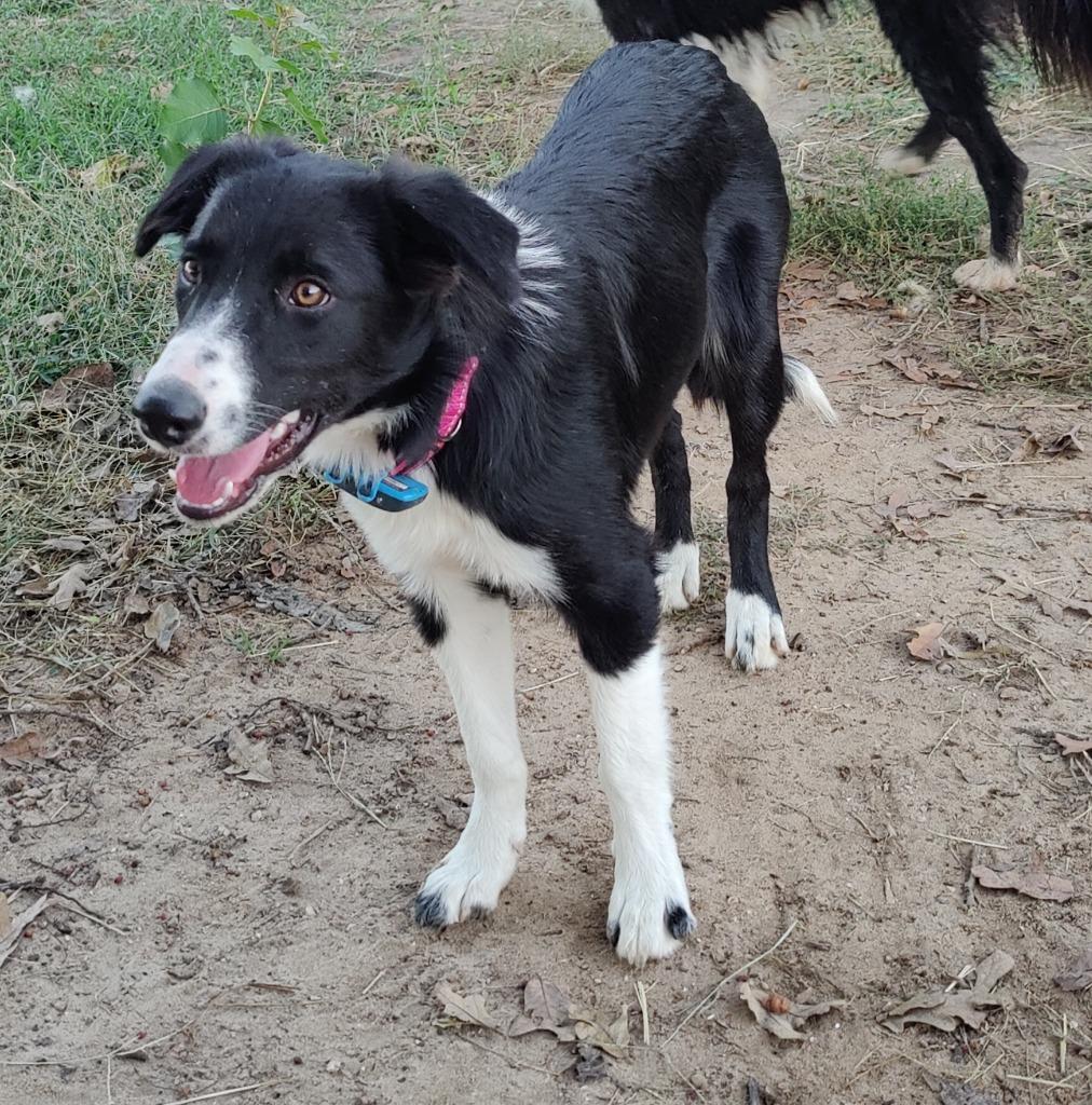Enlarge Sistine, a Adoptable Border Collie in The Woodlands, TX image 3/5