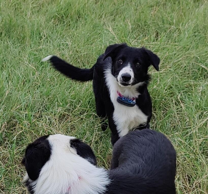 Sistine, a Adoptable Border Collie in The Woodlands, TX image 3/5