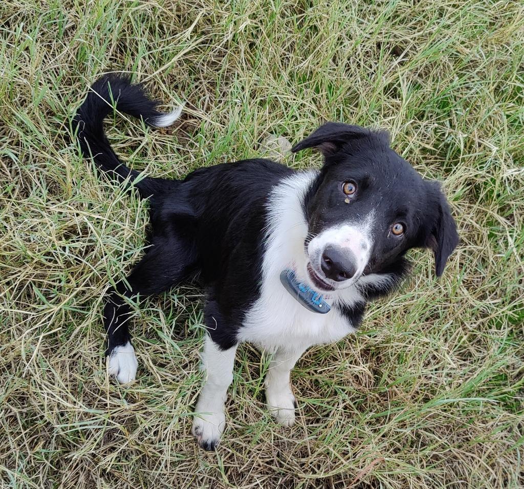 Enlarge Sistine, a Adoptable Border Collie in The Woodlands, TX image 4/5