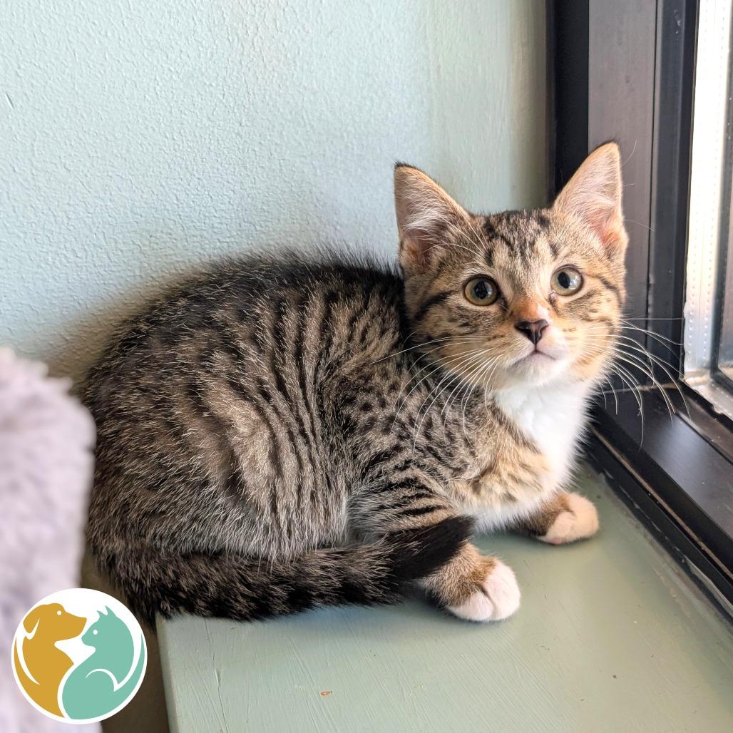 Biscuit, Adoptable, Kitten Female Domestic Short Hair.