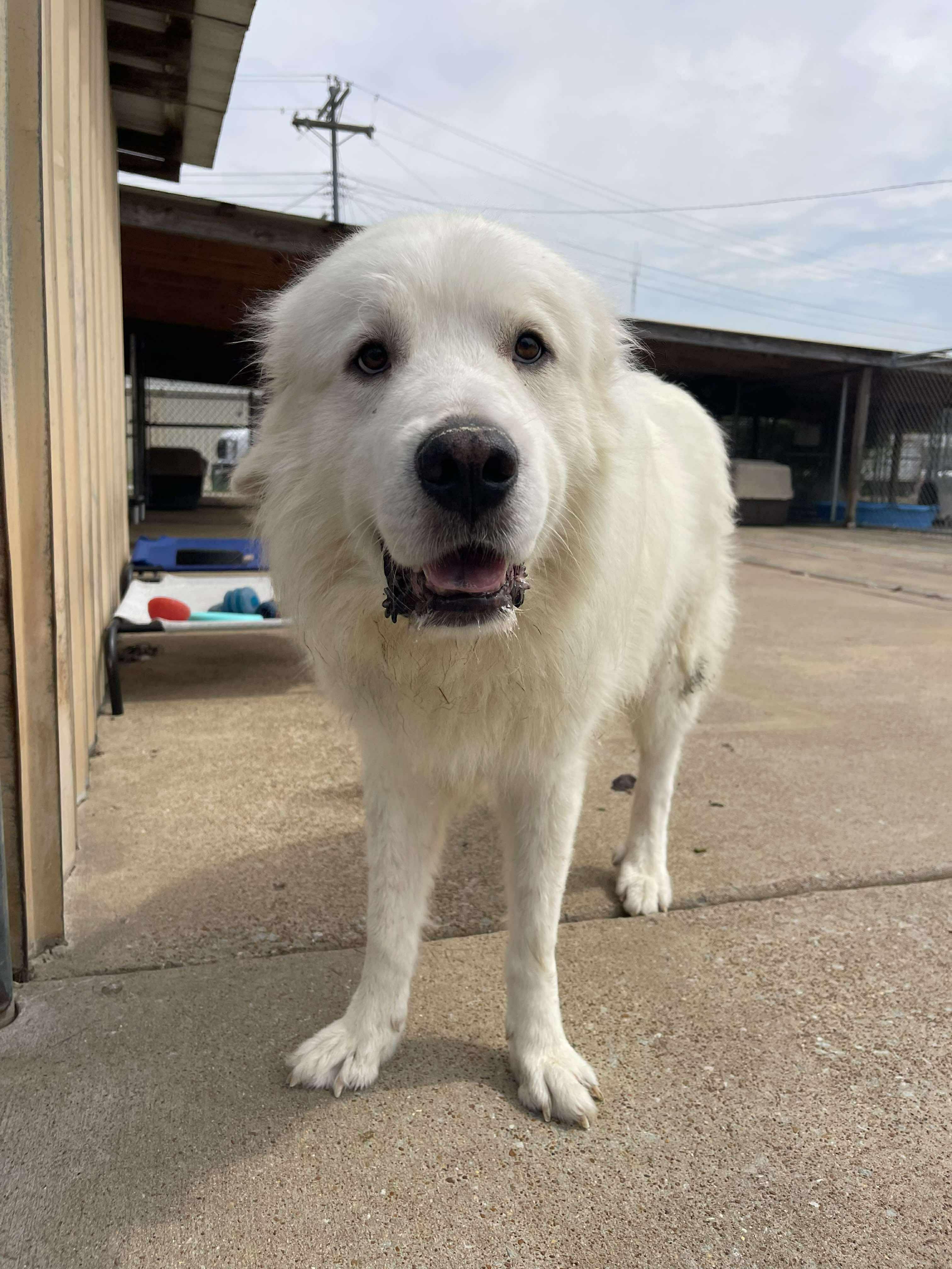 Chris the Pyr