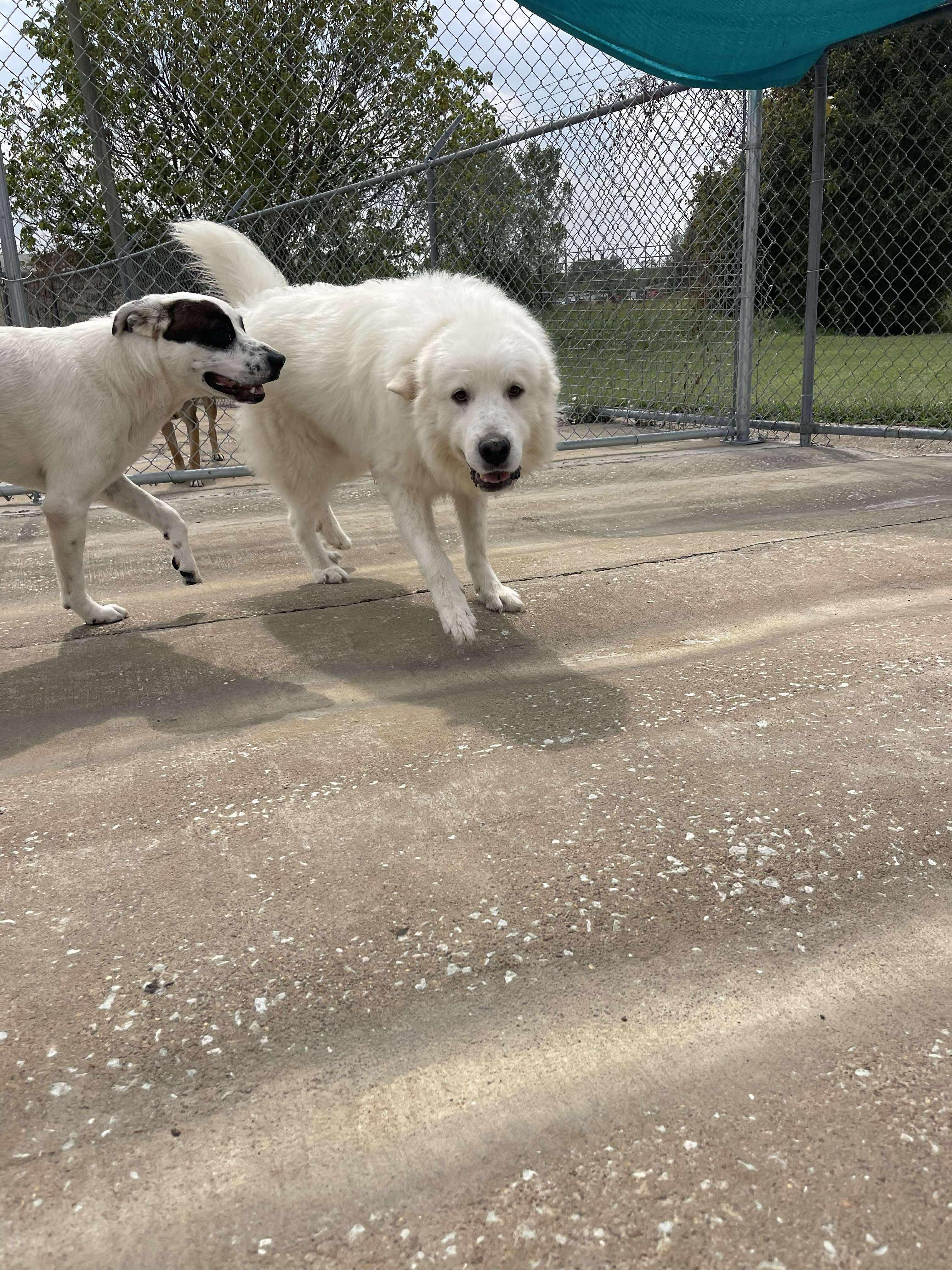 Chris the Pyr