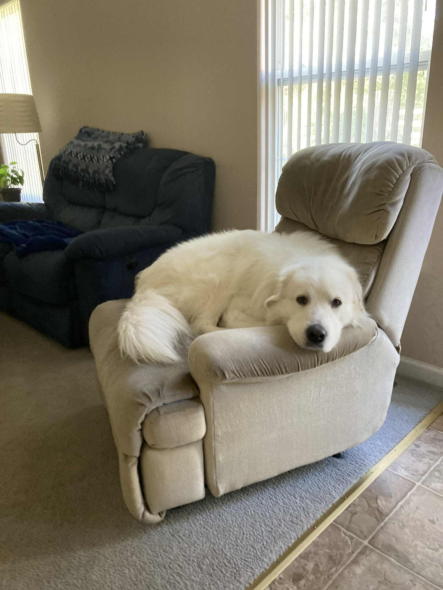 Chris the Pyr