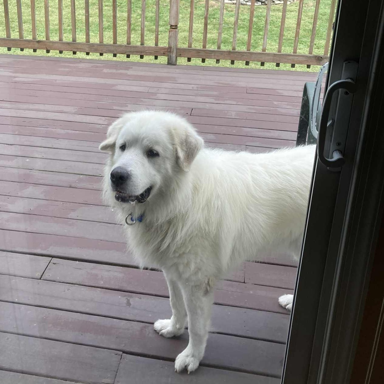 Chris the Pyr