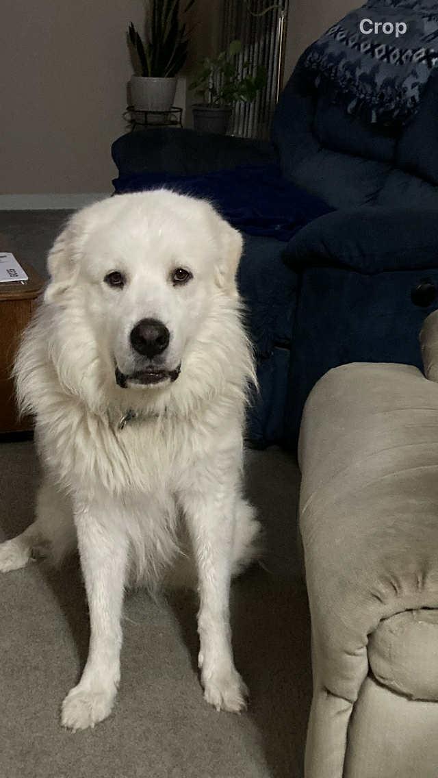 Chris the Pyr
