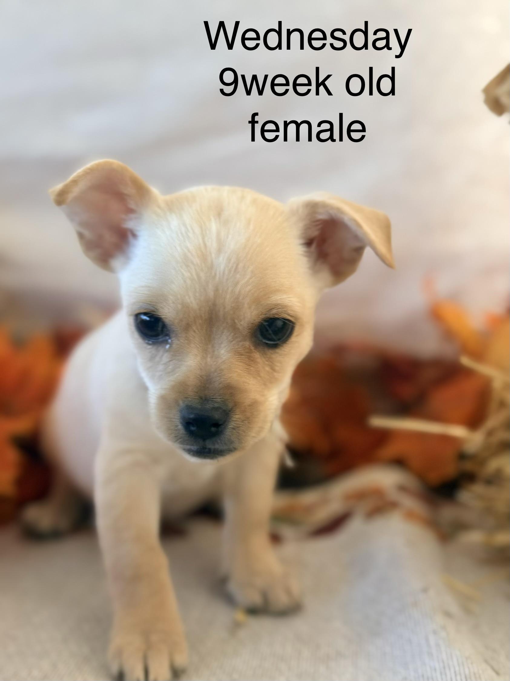 Enlarge Wensday, a Adoptable mixed breed in valley springs, CA image 6/6