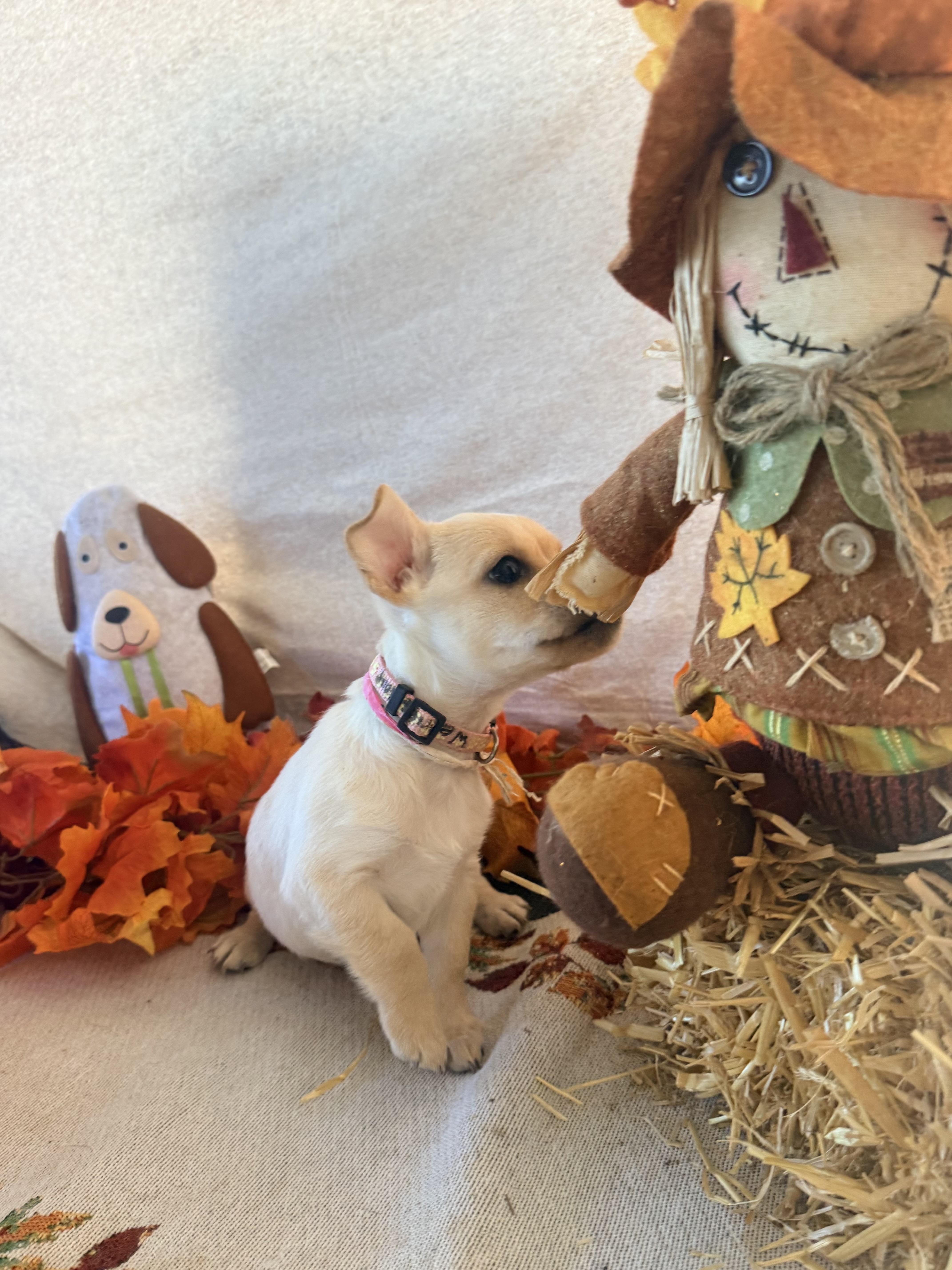 Enlarge Wensday, a Adoptable mixed breed in valley springs, CA image 2/6