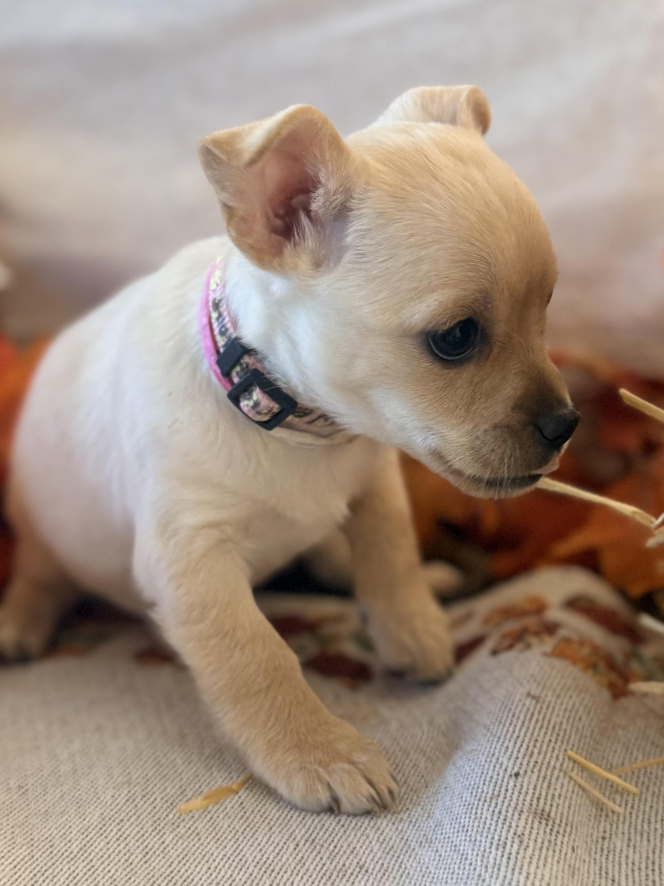 Enlarge Wensday, a Adoptable mixed breed in valley springs, CA image 4/6
