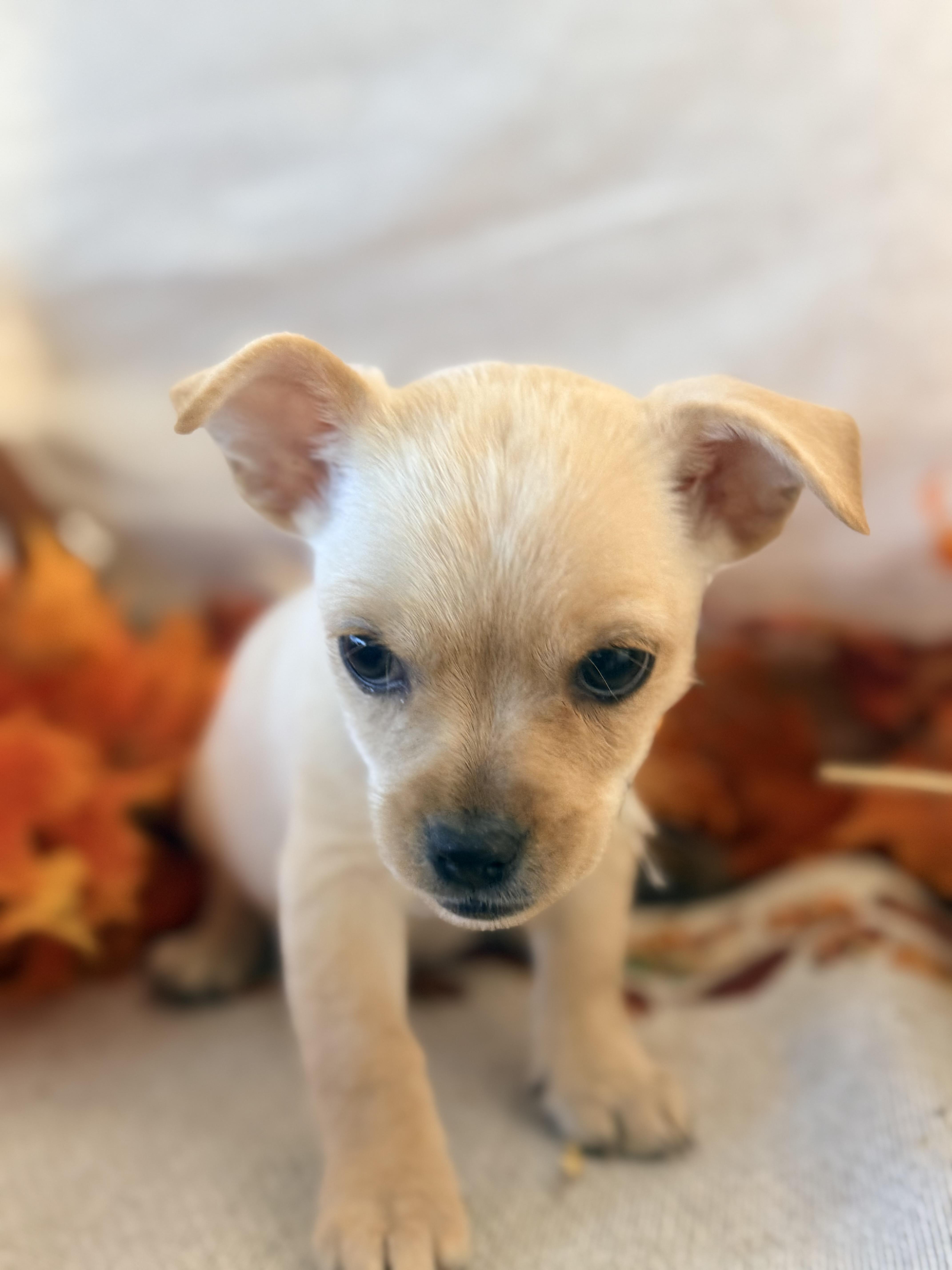 Enlarge Wensday, a Adoptable mixed breed in valley springs, CA image 5/6