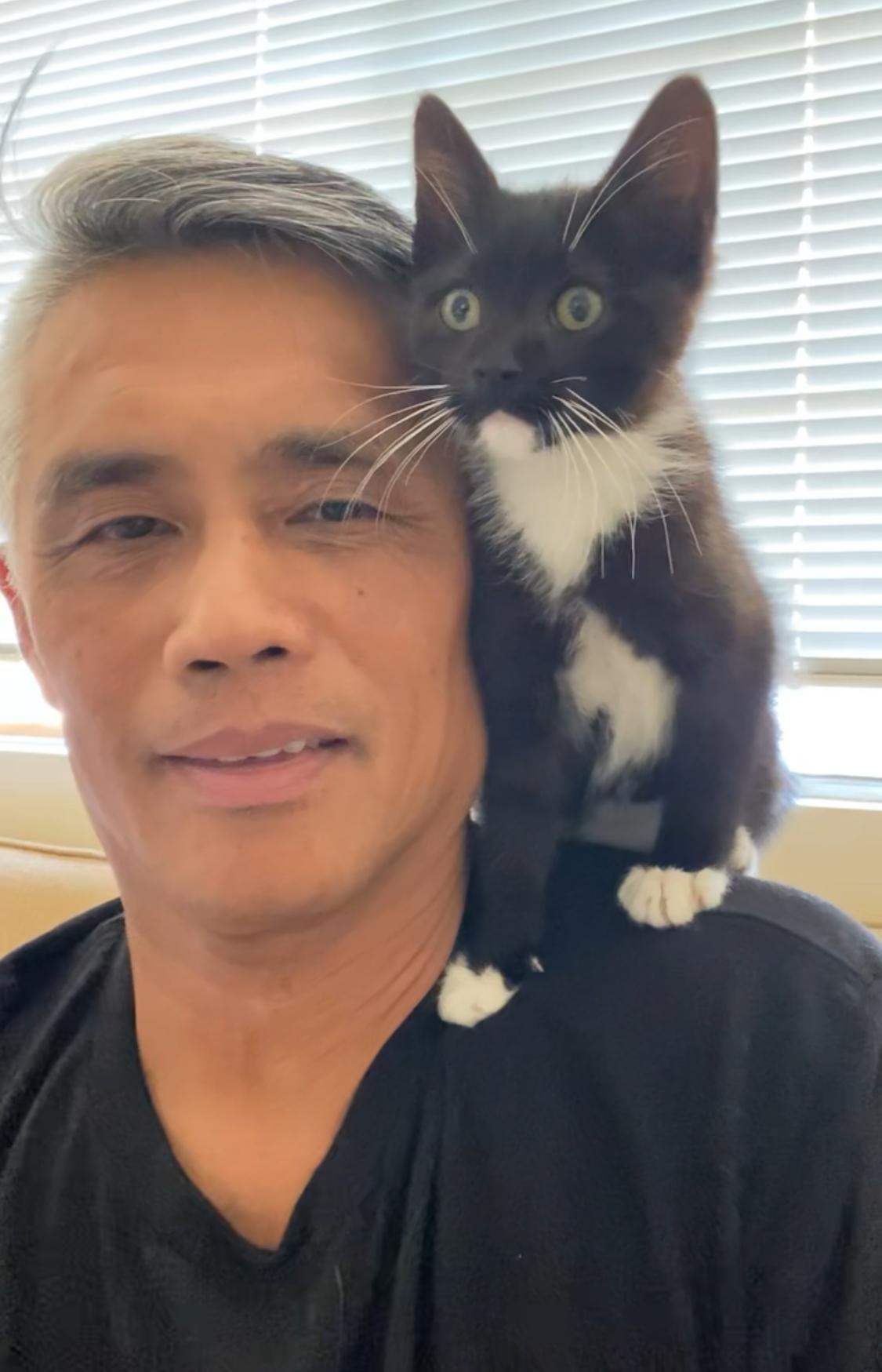 Enlarge Lemonade – The Sweetest Sip of Love!, a Adopted Domestic Short Hair in San Francisco, CA image 1/4