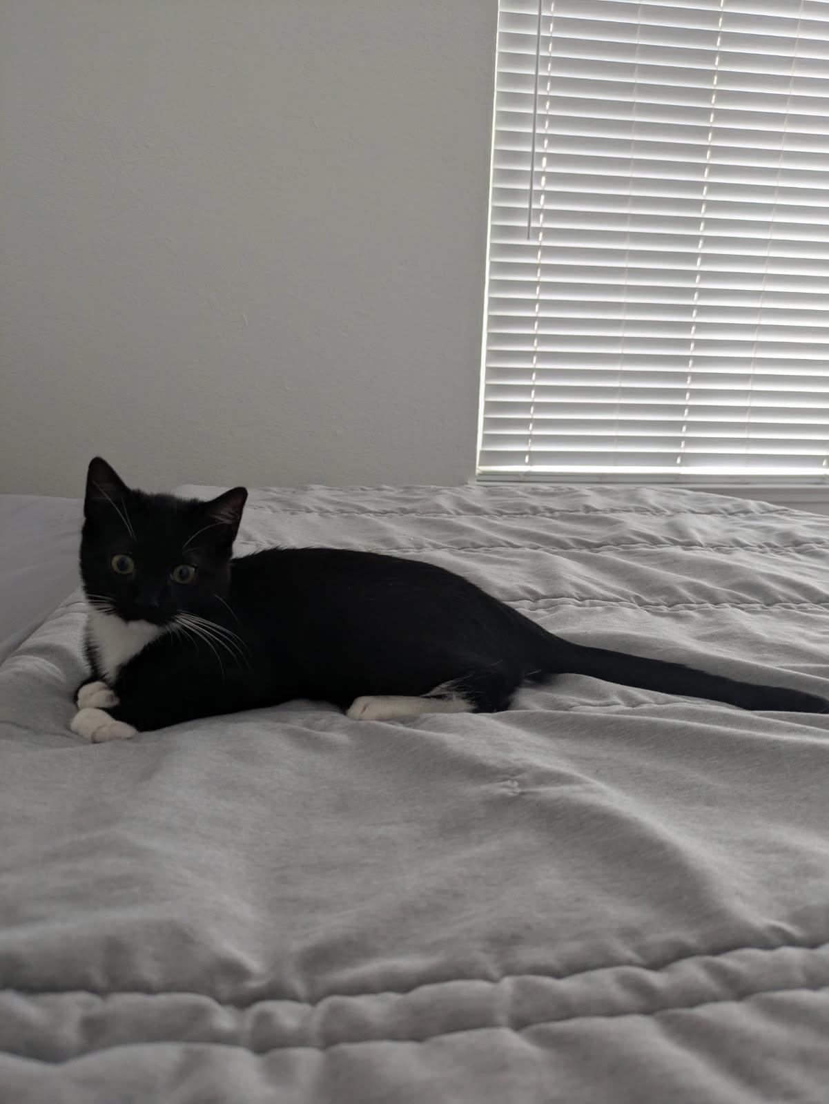 Enlarge Lemonade – The Sweetest Sip of Love!, a Adopted Domestic Short Hair in San Francisco, CA image 2/4