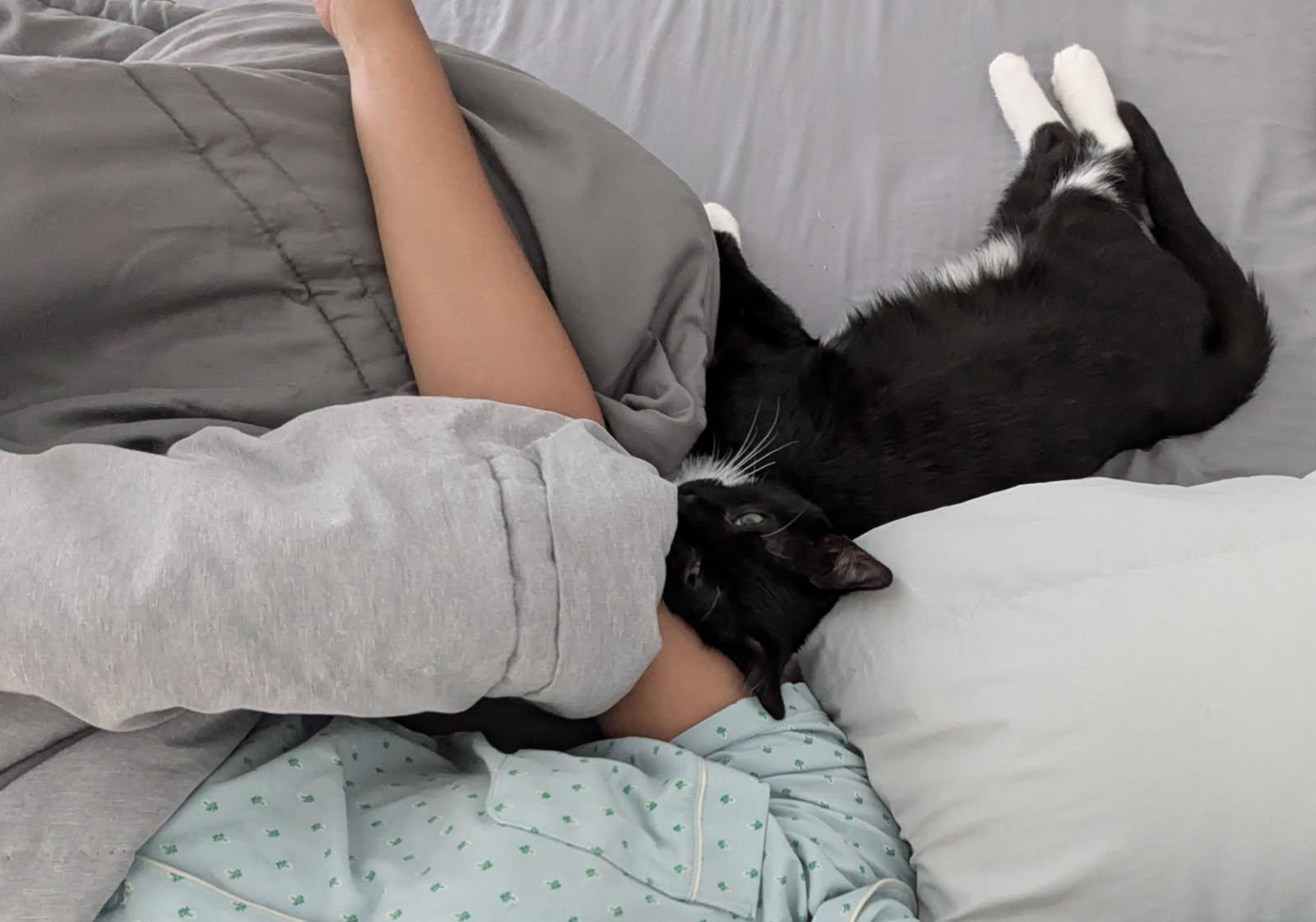 Enlarge Lemonade – The Sweetest Sip of Love!, a Adopted Domestic Short Hair in San Francisco, CA image 3/4