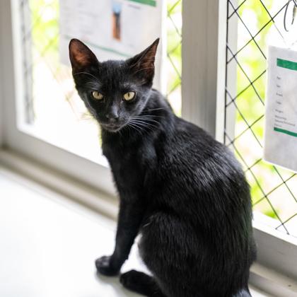 Erica, Adoptable, Kitten Female Domestic Short Hair & Domestic Short Hair.