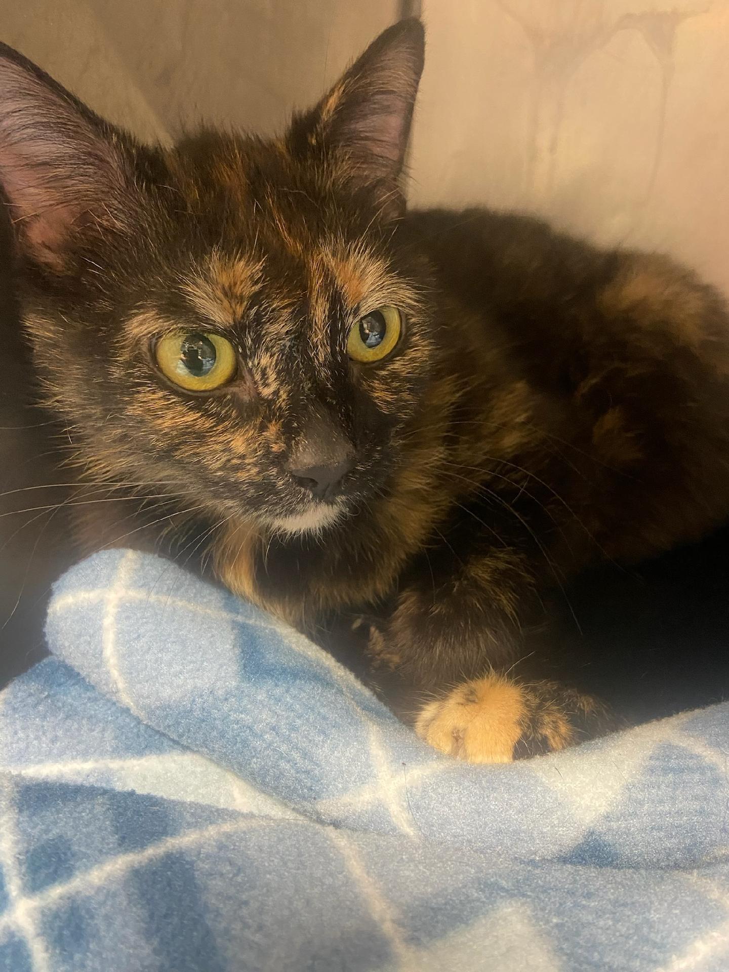 Angel, Adoptable, Adult Female Domestic Short Hair.