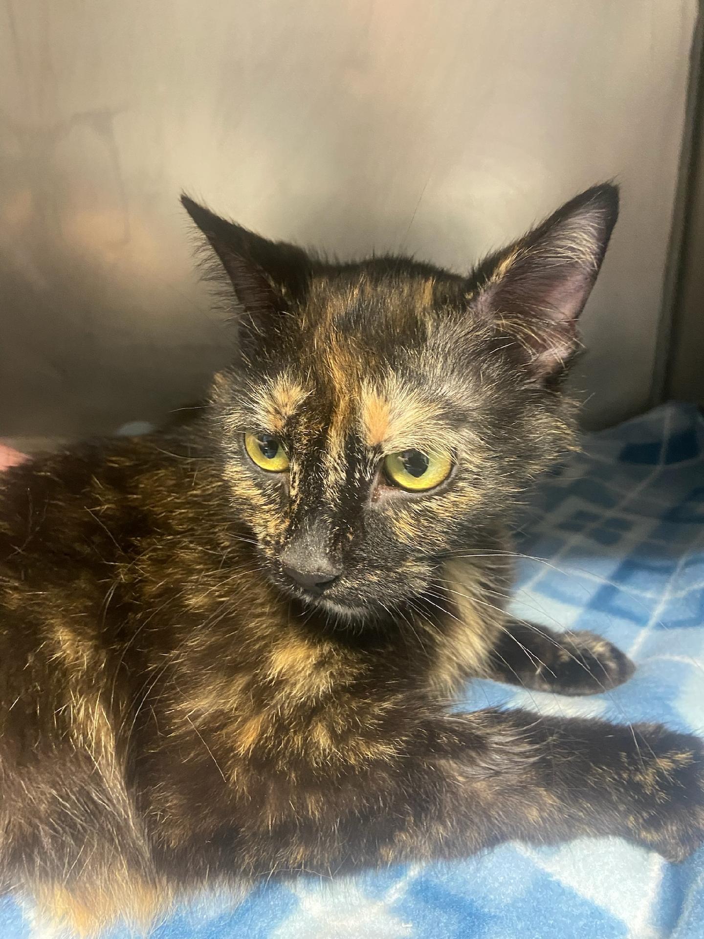 Enlarge Angel, a Adoptable Domestic Short Hair in Hazleton, IA image 2/3