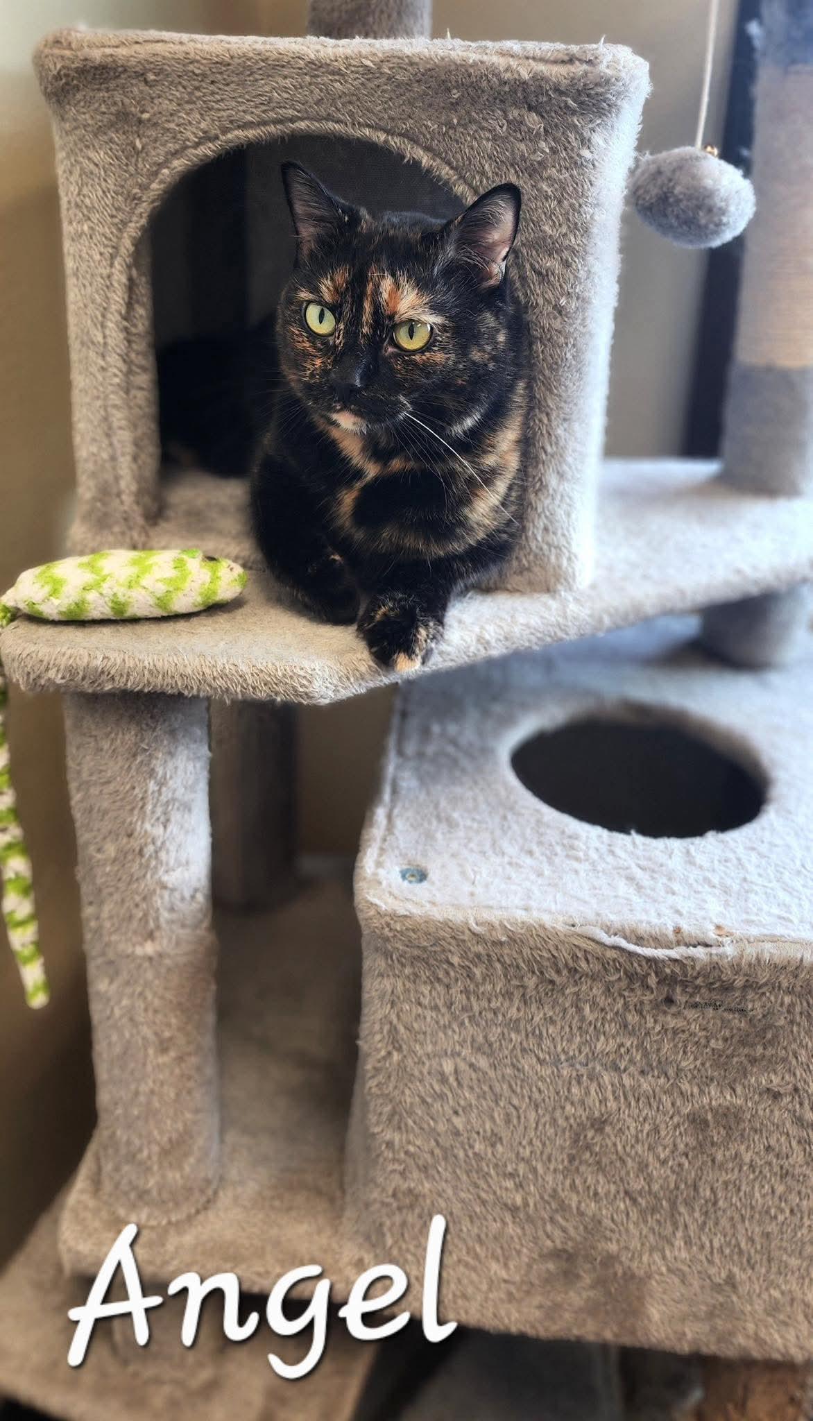 Enlarge Angel, a Adoptable Domestic Short Hair in Hazleton, IA image 4/4