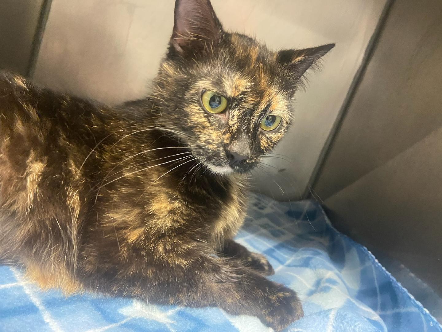 Enlarge Angel, a Adoptable Domestic Short Hair in Hazleton, IA image 3/3