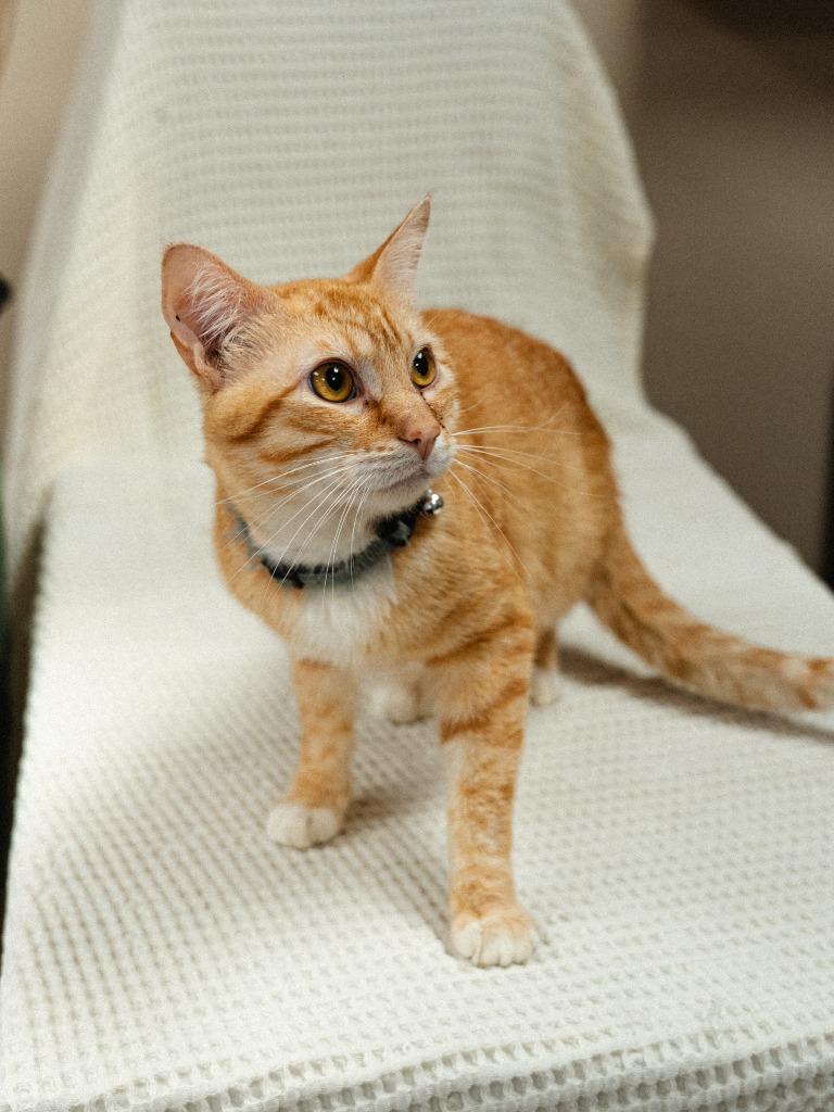 Enlarge Zeus, a Adoptable mixed breed in Mocksville, NC image 1/4