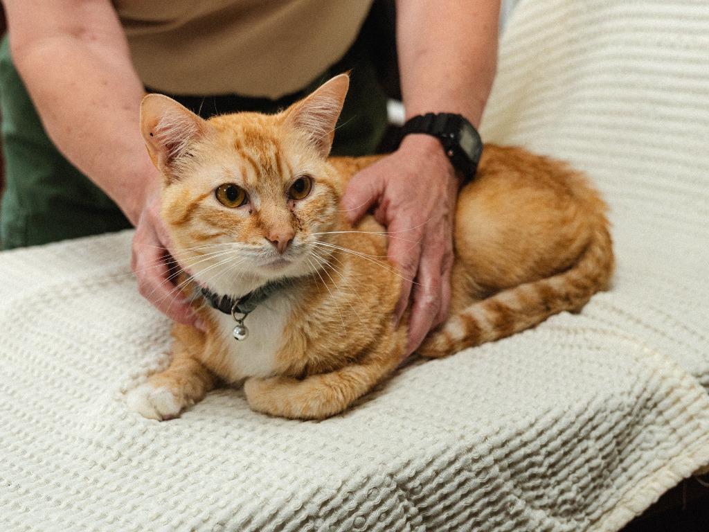 Enlarge Zeus, a Adoptable mixed breed in Mocksville, NC image 3/4