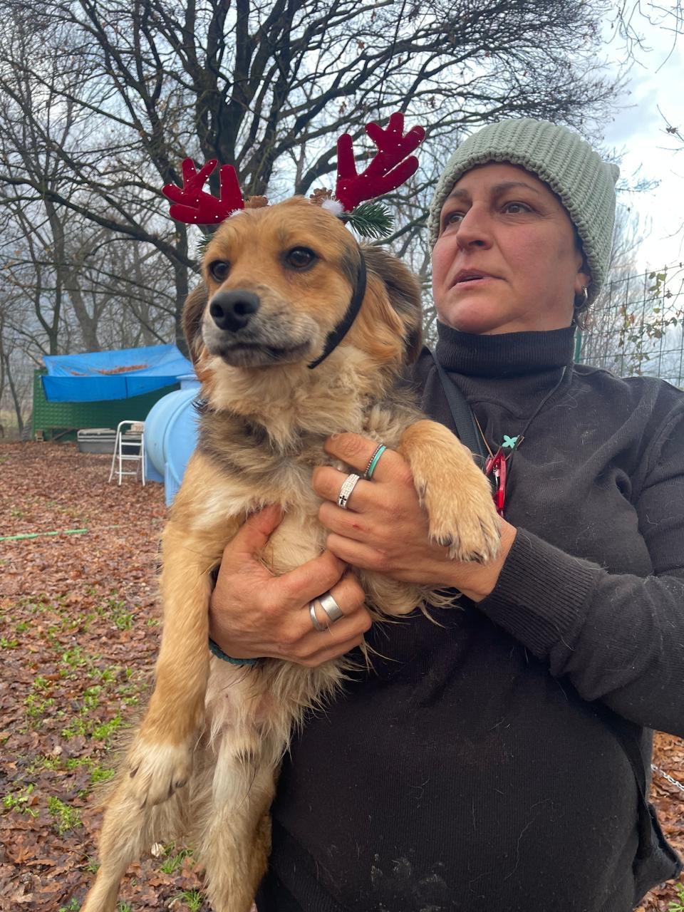 Vania, Adoptable, Young Male Mixed Breed.