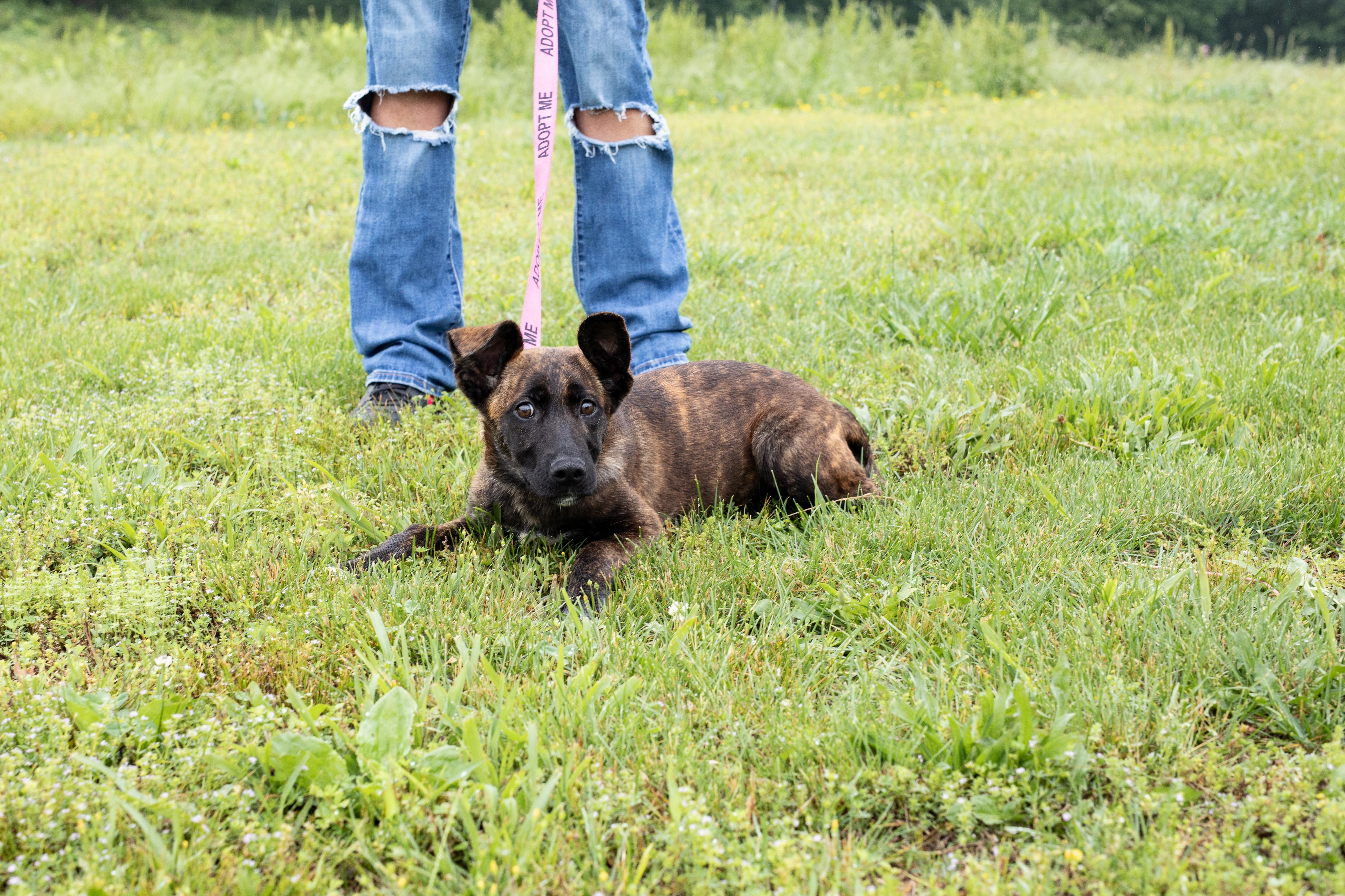 Thyme, ADOPTABLE, Puppy Female German Shepherd Dog.