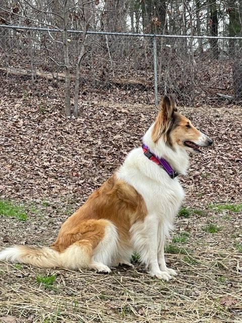 Lady, a Adopted Collie in Cleveland, TN image 1/12