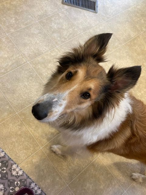 Lady, a Adopted Collie in Cleveland, TN image 3/12