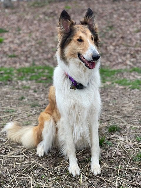 Lady, a Adopted Collie in Cleveland, TN image 5/12