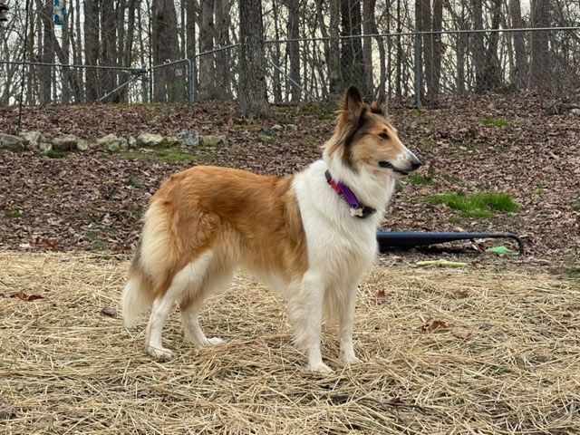 Lady, a Adopted Collie in Cleveland, TN image 6/12