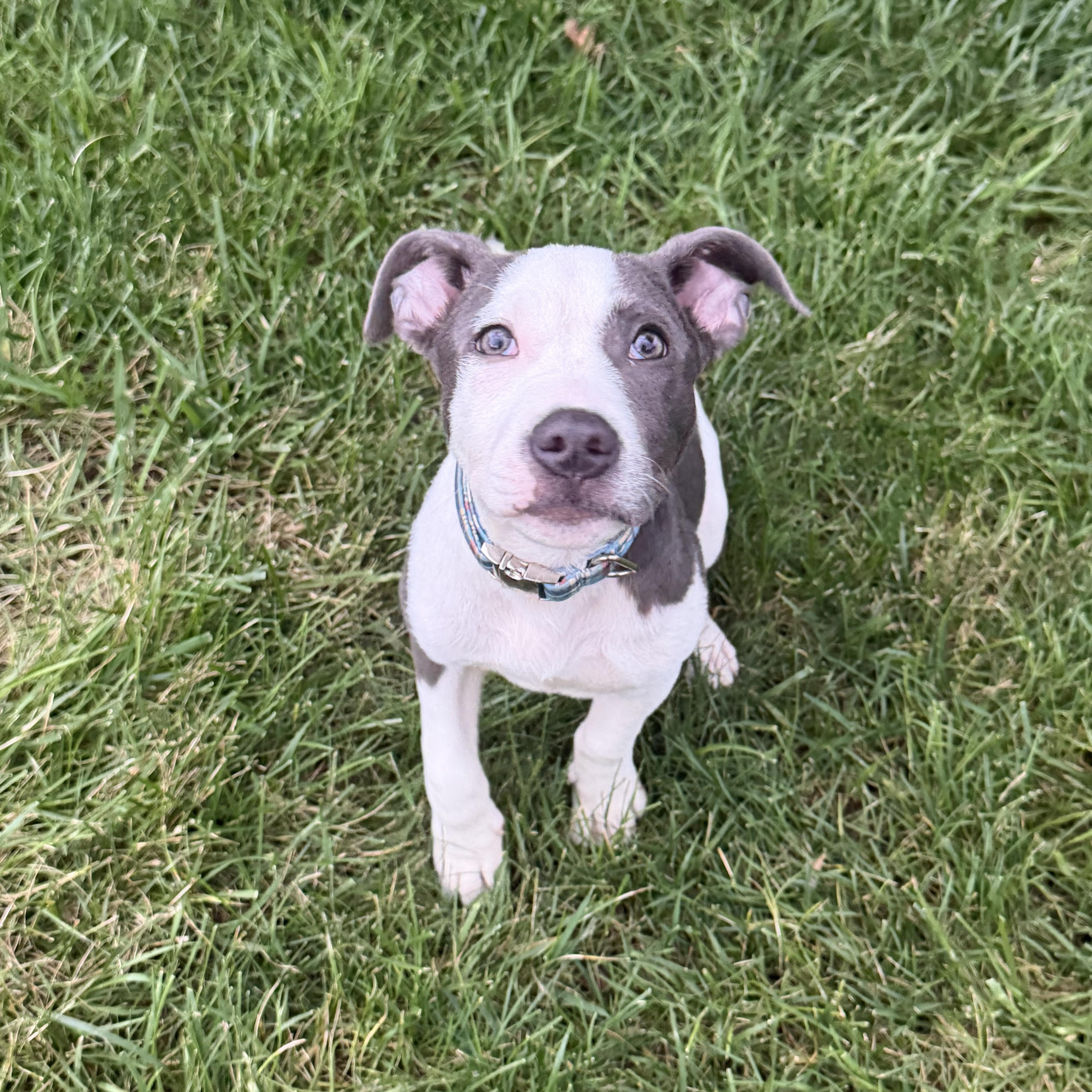 Enlarge Atlas, a ADOPTABLE mixed breed in Fredericksburg, VA image 3/5