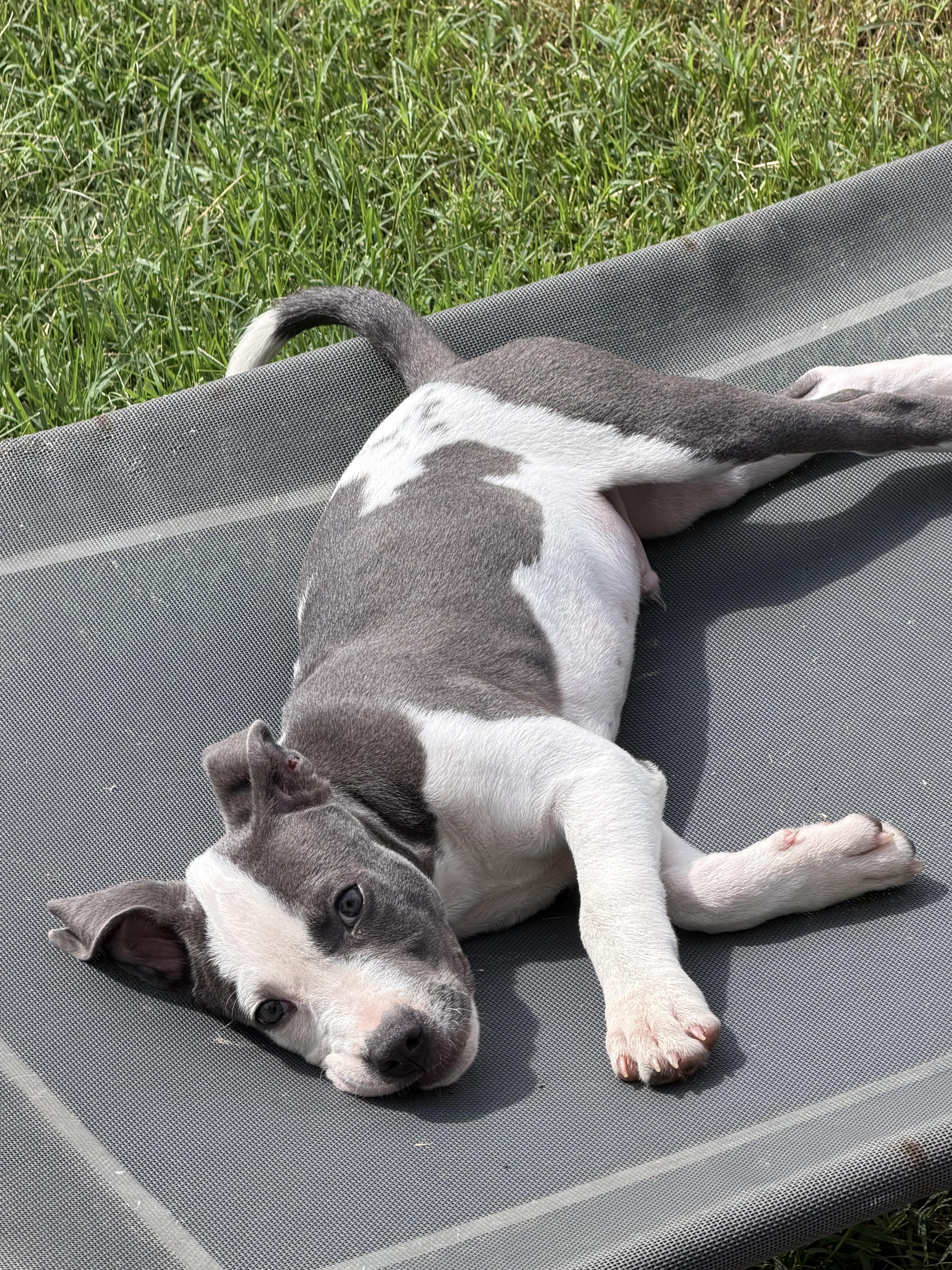 Enlarge Atlas, a ADOPTABLE mixed breed in Fredericksburg, VA image 4/5