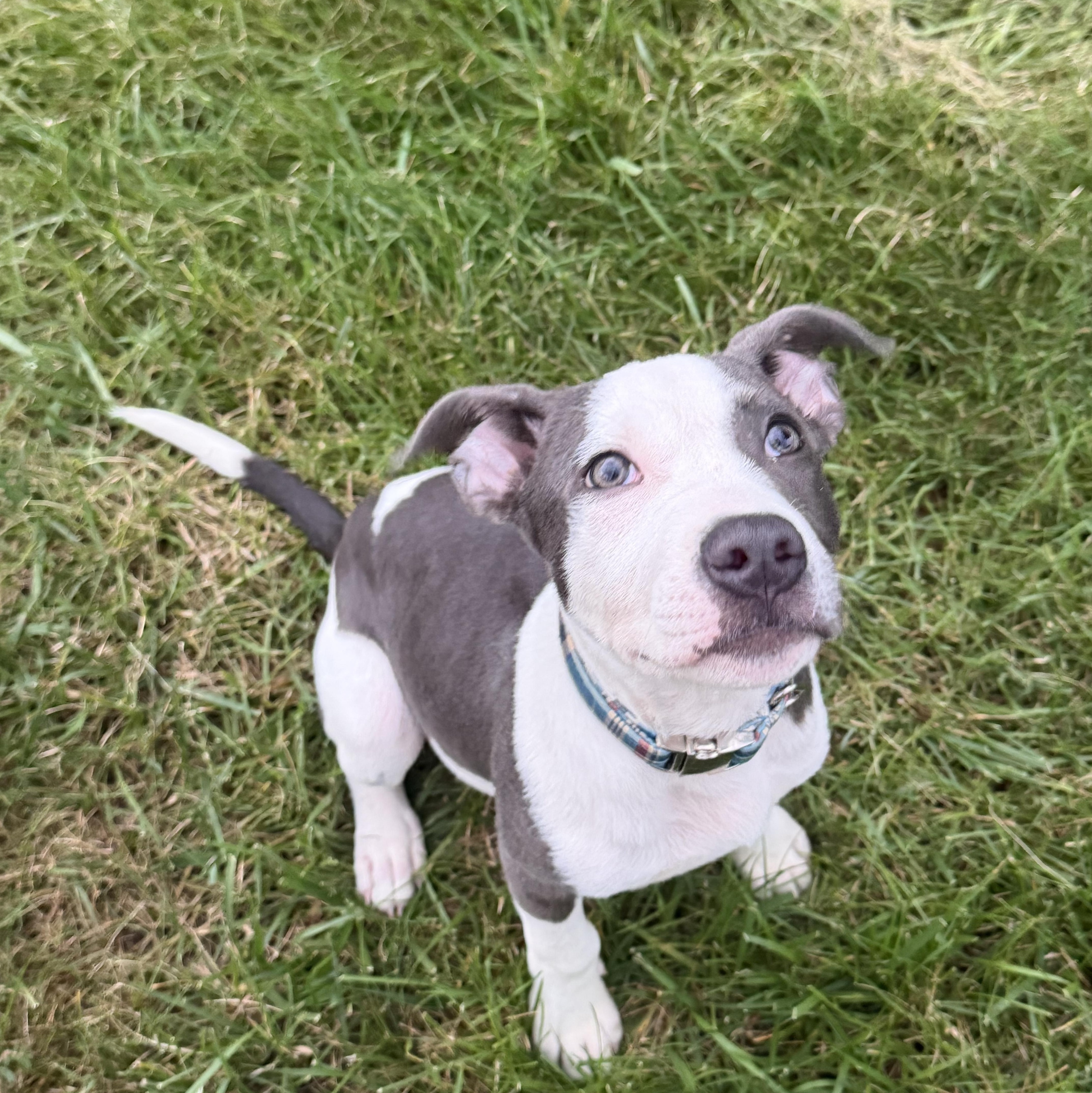 Atlas, ADOPTABLE, Young Male Pit Bull Terrier & Mixed Breed.