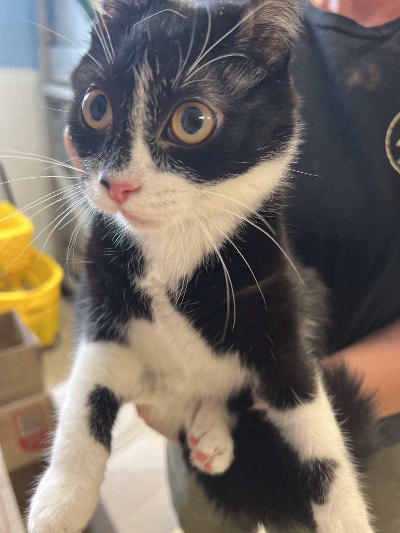 Yogi, Adoptable, Adult Female Domestic Short Hair.