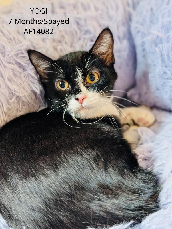 Yogi, a Adoptable Domestic Short Hair in Supply, NC image 2/2