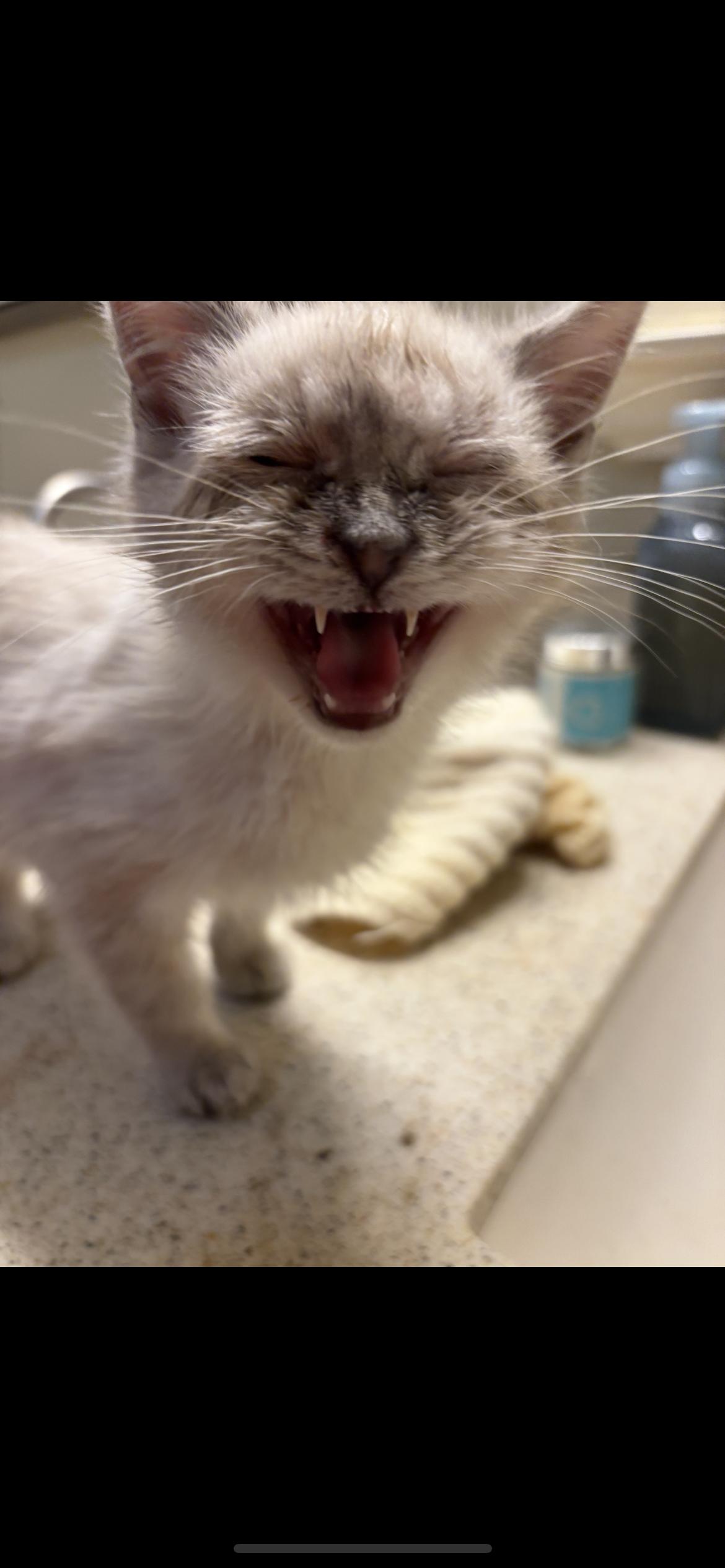 Sebastian, Adopted, Young Male Siamese.