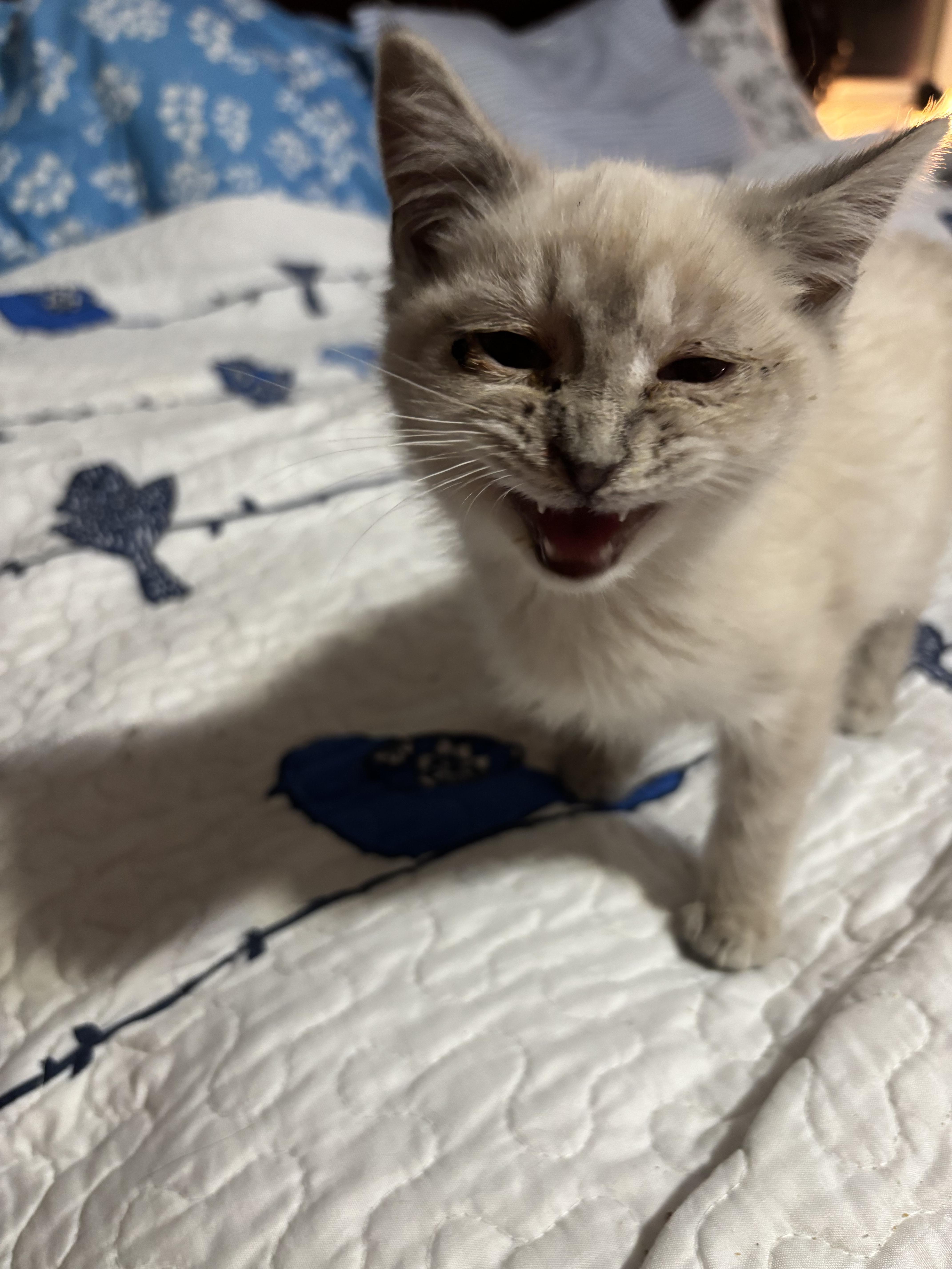Enlarge Sebastian, a Adopted Siamese in Randolph, AL image 2/6