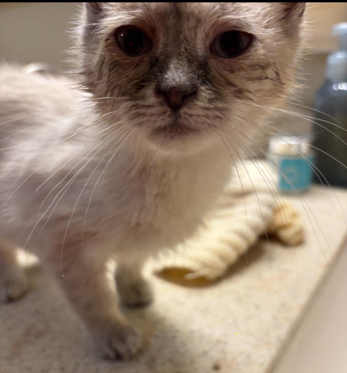 Enlarge Sebastian, a Adopted Siamese in Randolph, AL image 3/6