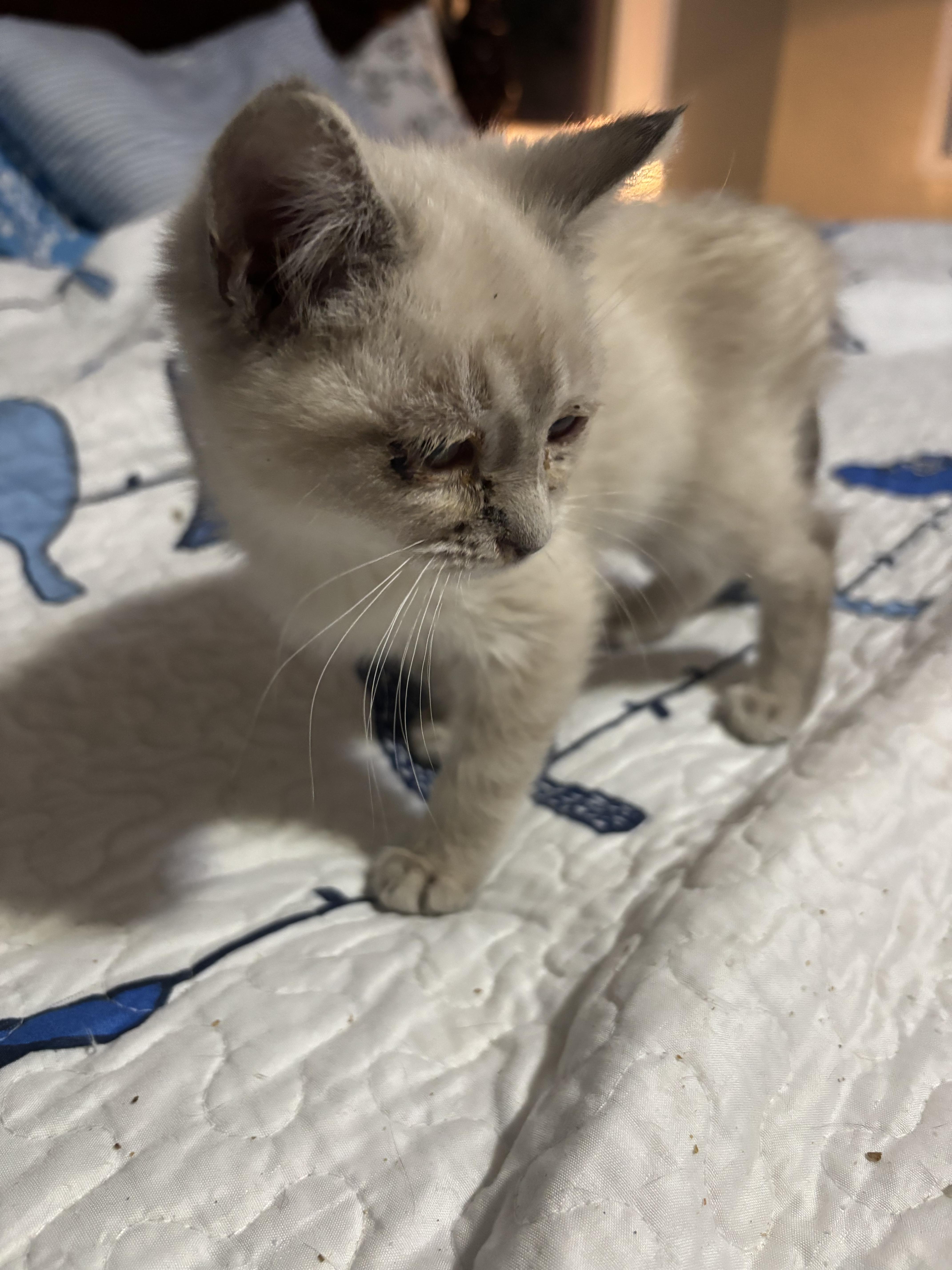 Enlarge Sebastian, a Adopted Siamese in Randolph, AL image 4/6