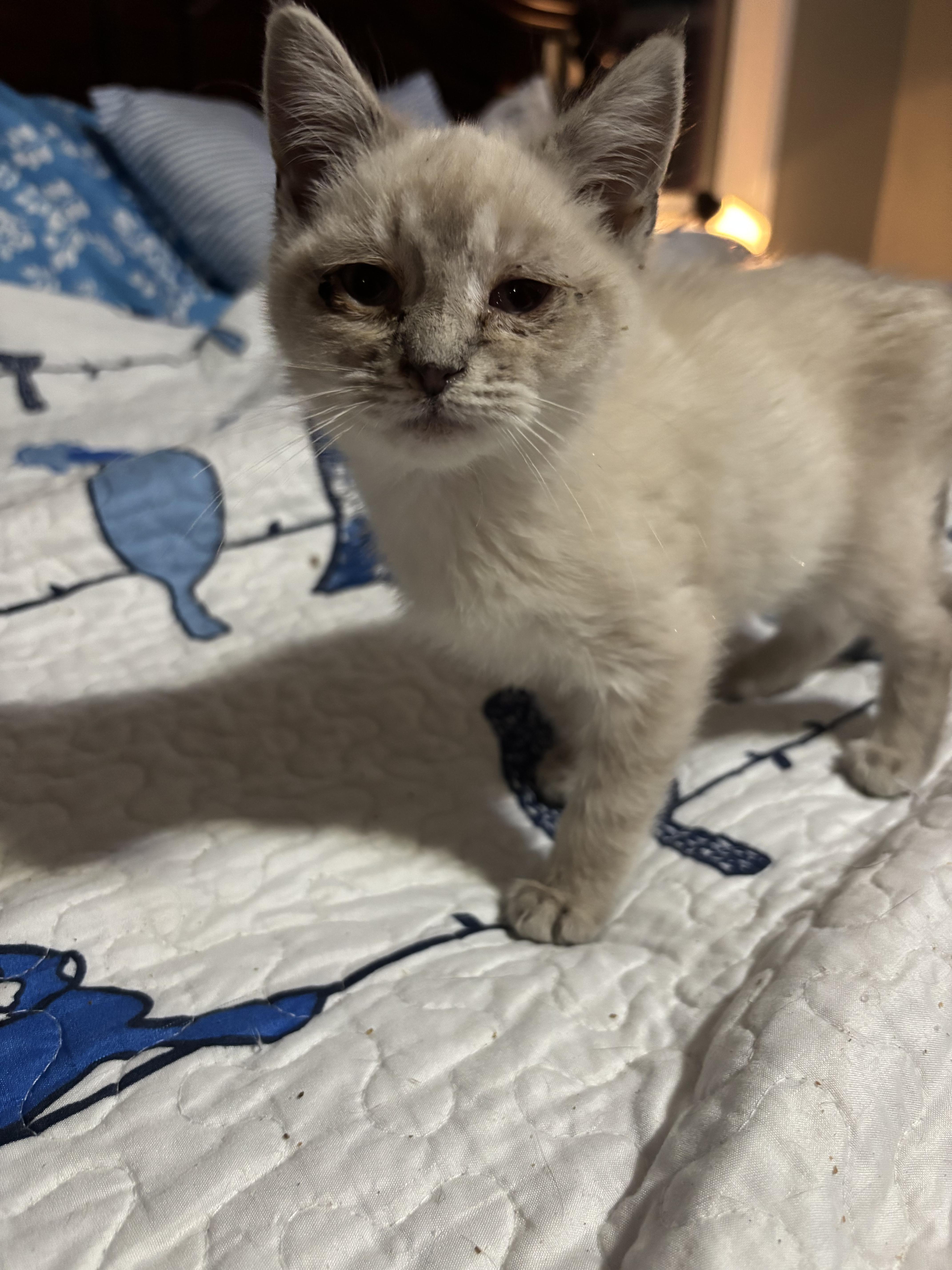 Enlarge Sebastian, a Adopted Siamese in Randolph, AL image 5/6