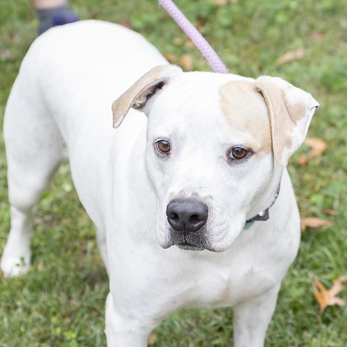 Rowan, a Adoptable Labrador Retriever in Slidell, LA image 1/2