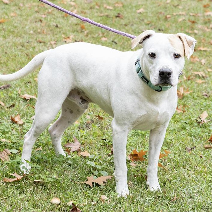 Rowan, a Adoptable Labrador Retriever in Slidell, LA image 2/2