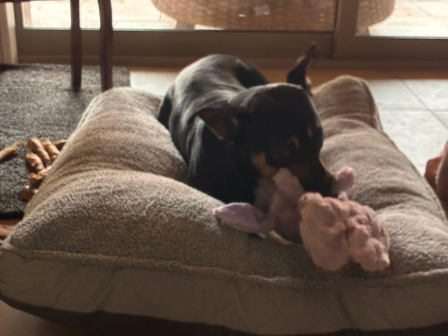 Enlarge Princess, a ADOPTABLE mixed breed in Southlake, TX image 2/6