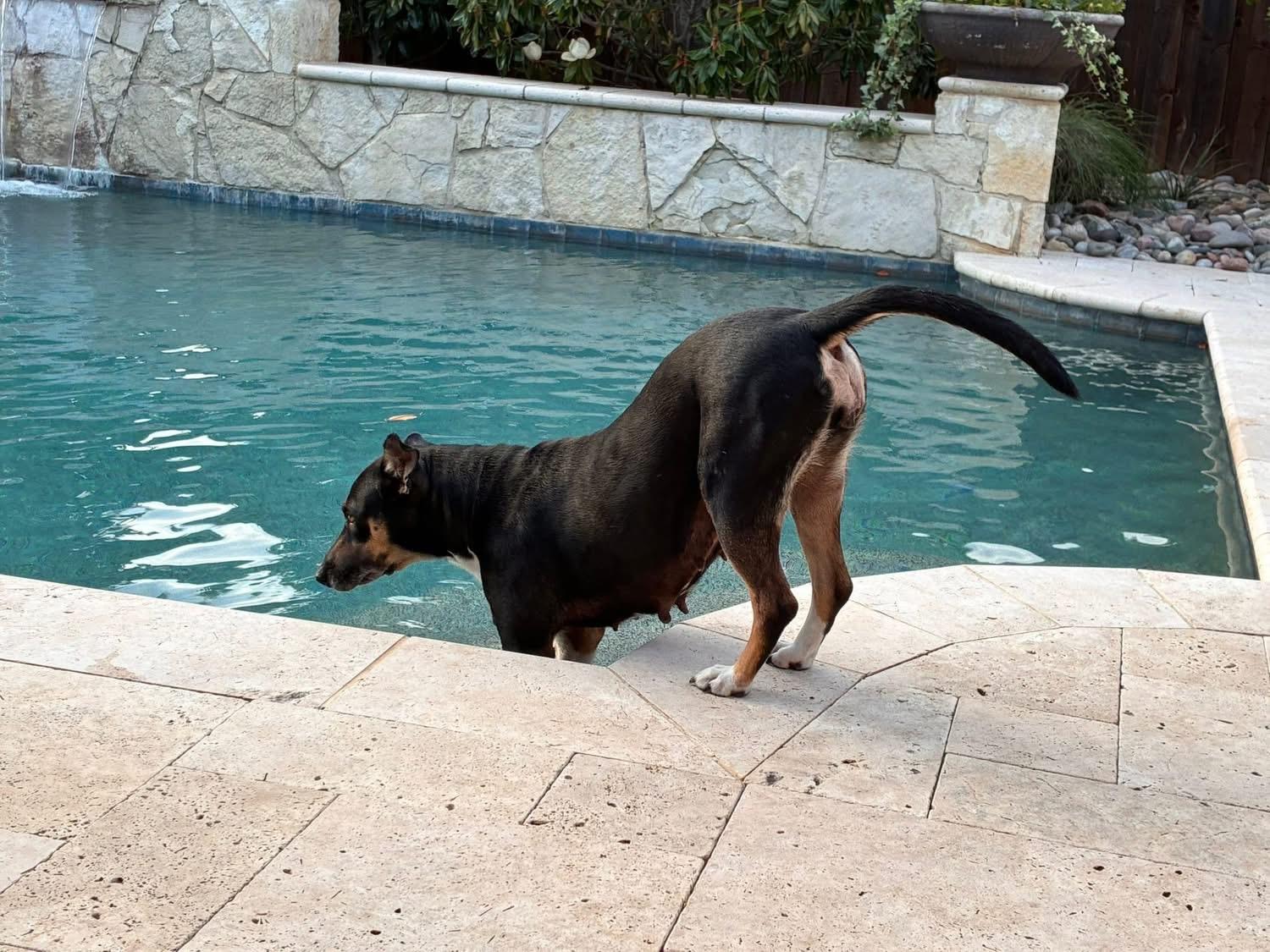 Enlarge Princess, a ADOPTABLE mixed breed in Southlake, TX image 5/6