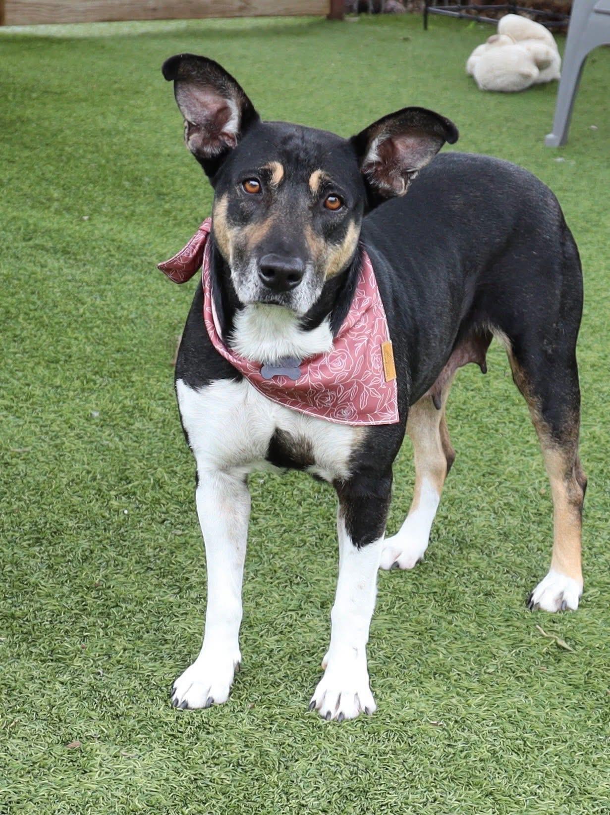 Enlarge Princess, a ADOPTABLE mixed breed in Southlake, TX image 3/6