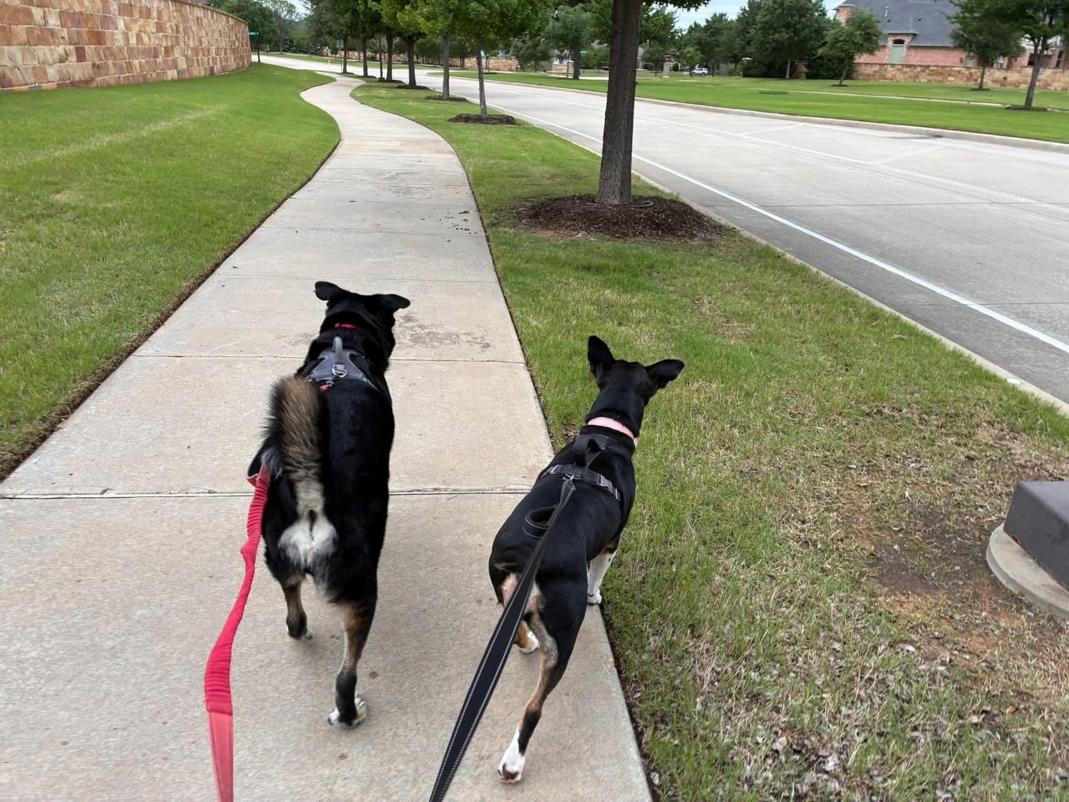 Enlarge Princess, a ADOPTABLE mixed breed in Southlake, TX image 4/6