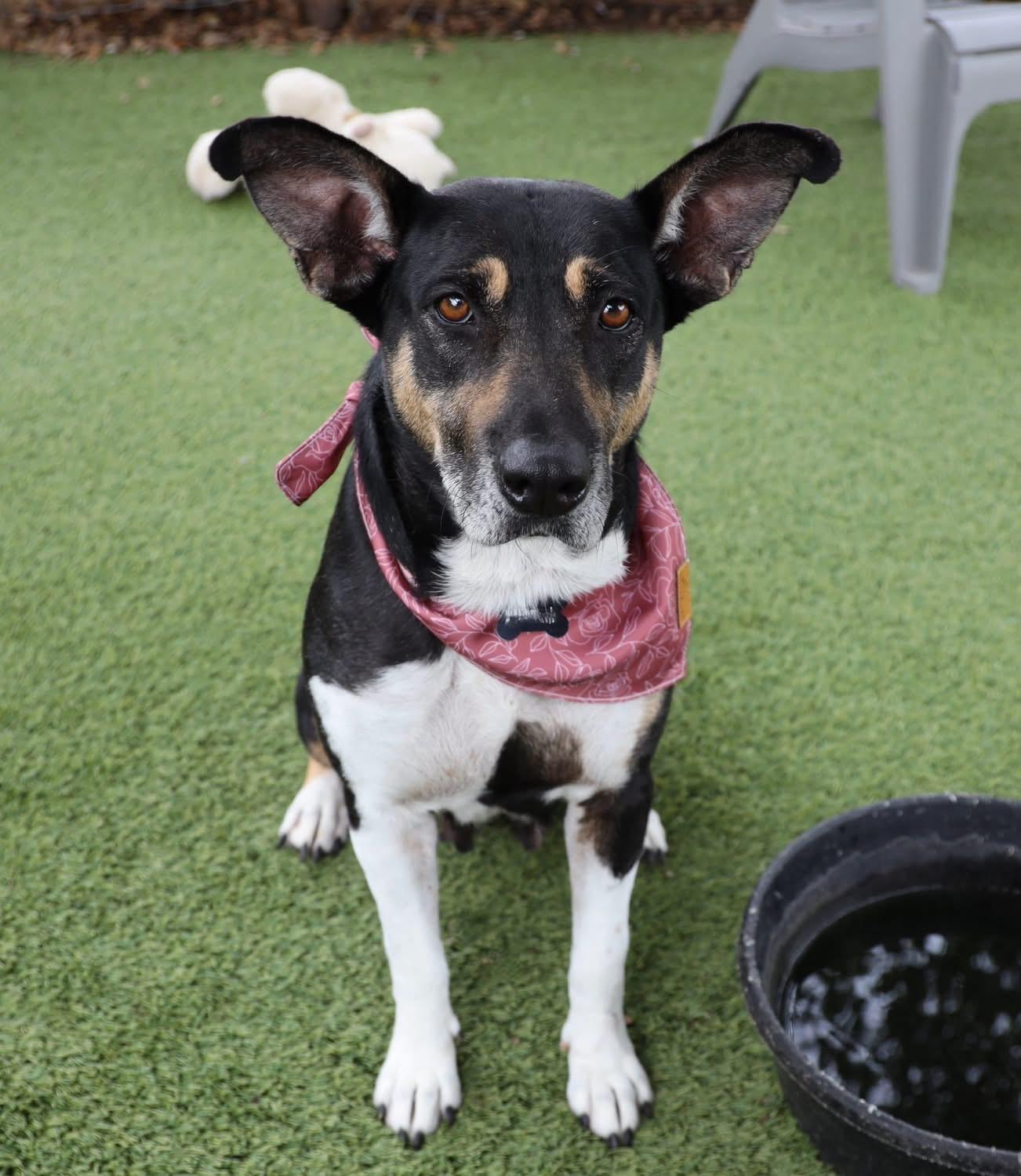 Enlarge Princess, a ADOPTABLE mixed breed in Southlake, TX image 1/6