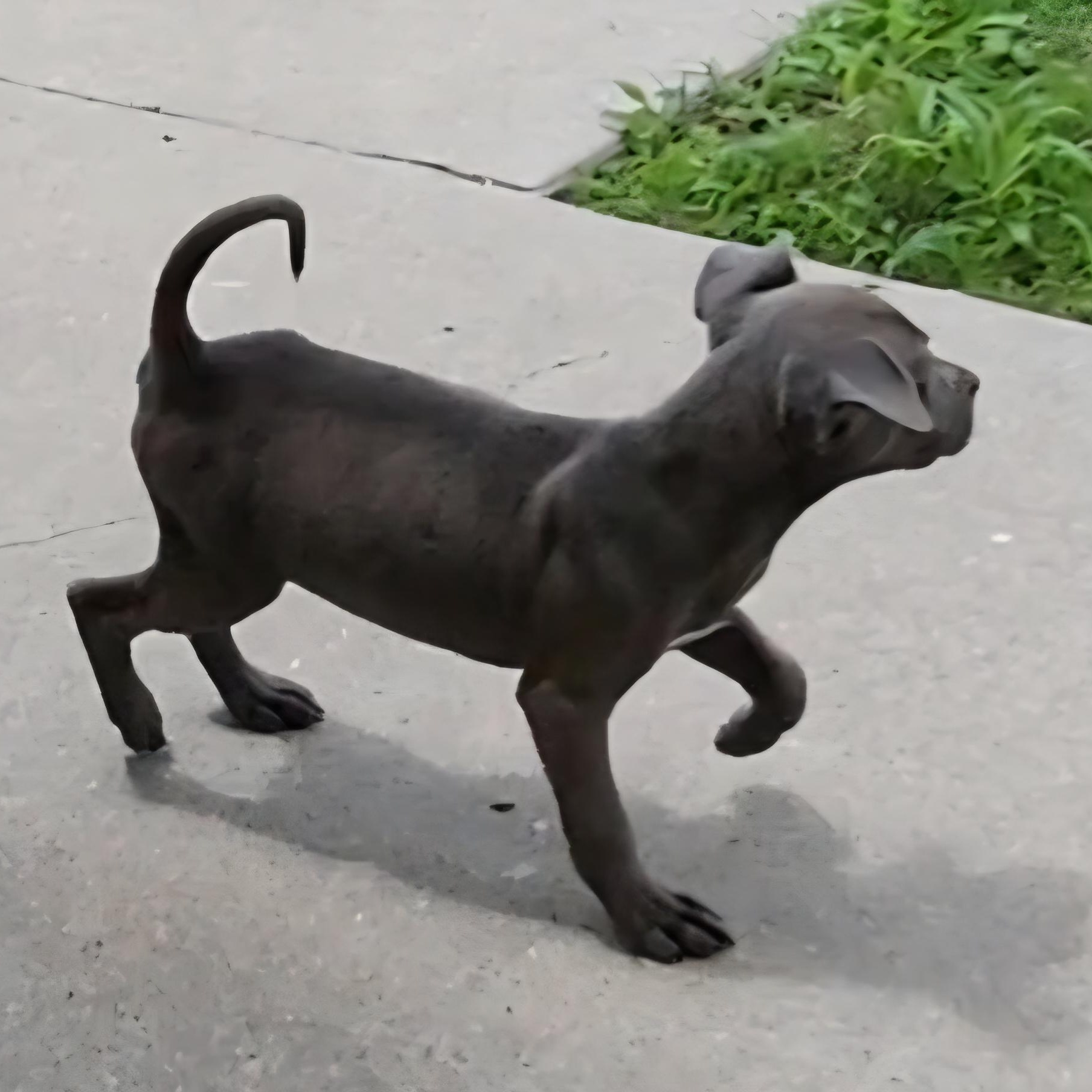 Enlarge Poppy, an adopted mixed breed in Rockdale, TX image 2/2