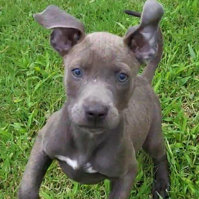 Poppy, adopted, Puppy Female Pit Bull Terrier.