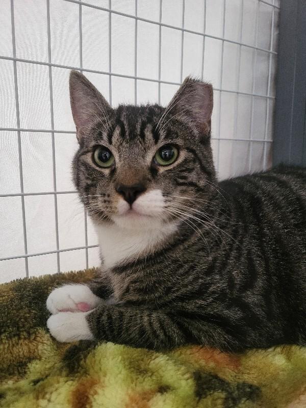 Alvin, Adoptable, Young Male Domestic Short Hair.