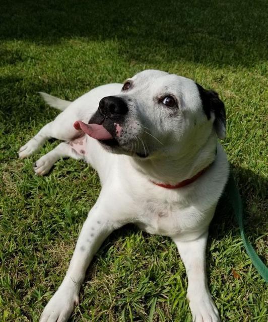 JOHN SNOW, Adoptable, Adult Male American Bulldog & Mixed Breed.